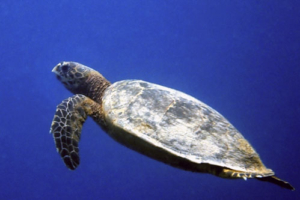 Schildkröte, hawksbill, adopted for Melanie by Tanja Hawksbill turtle, swimming in the blue, Coral Garden, Laamu atoll, Maldives. Image.