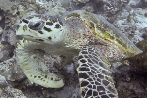 Sunshine, hawksbill, adopted for Tina by Andreas Vogel Hawksbill turtle, Olhuvelifushi, Lhaviyani Atoll, Maldives.Image.