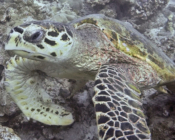 Hawksbill turtle, Olhuvelifushi, Lhaviyani Atoll, Maldives.Image.