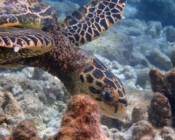 Hawksbill turtle, Komandoo South, Lhaviyani, Maldives. Image.