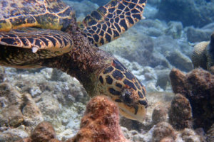 Hosi, hawksbill turtle, adopted Hawksbill turtle, Komandoo South, Lhaviyani, Maldives. Image.