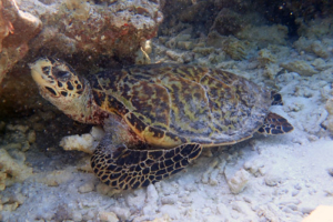 Mr Turtle, hawksbill, adopted for Franz Hawksbill turtle, Aquarium, Lhaviyani, Maldives. Image.