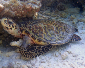 Hawksbill turtle, Aquarium, Lhaviyani, Maldives. Image.