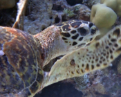 Hawksbill turtle, Kuredu Giri, Lhaviyani, Maldives. Image.