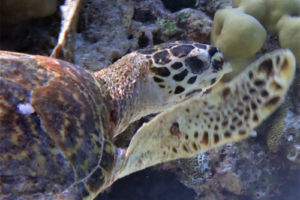 Missi Notta Gain, hawksbill, adopted for Katherine Hawksbill turtle, Kuredu Giri, Lhaviyani, Maldives. Image.