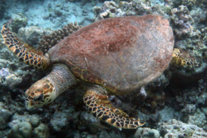 Anfio, hawksbill, adopted for Fiona by Michael Wiget Hawksbill turtle, Fari Islands, North Malé, Maldives. Image.