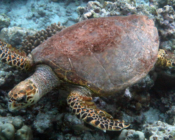 Hawksbill turtle, Fari Islands, North Malé, Maldives. Image.