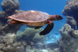 Ji, hawksbill, adopted by Chao-Mei Pi Hawksbill turtle swimming, Makunudhoo West, North Malé, Maldives. Image.