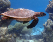 Hawksbill turtle swimming, Makunudhoo West, North Malé, Maldives. Image.