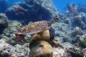 Theo, hawksbill, adopted by Martina Dvorakova Hawksbill turtle swimming on a coral reef, Makunudhoo West, North Malé, Maldives. Image.
