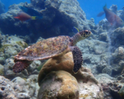 Hawksbill turtle swimming on a coral reef, Makunudhoo West, North Malé, Maldives. Image.