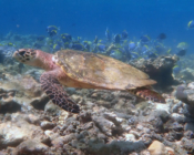 Hawksbill turtle, Golden Reef, North Malé, Maldives. Image.