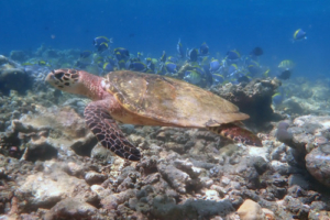 Coral, hawksbill, adopted for Otter Hawksbill turtle, Golden Reef, North Malé, Maldives. Image.