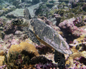Adopted hawksbill turtle. Maldives. Image.
