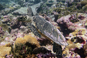 Bigwise, hawksbill. Adopted. Adopted hawksbill turtle. Maldives. Image.