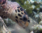 Hawksbill turtle foraging on sponges, Makunudhoo Reef, North Malé Atoll, Maldives . Image.