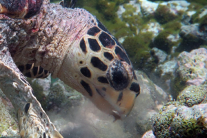 Gernot, hawksbill, adopted Hawksbill turtle foraging on sponges, Makunudhoo Reef, North Malé Atoll, Maldives . Image.