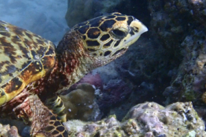 Chantal, hawksbill, adopted by Chantal Sonder. Hawksbill, right profile, Aquarium, Lhaviyani, Atoll, Maldives. Image.