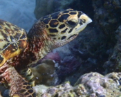 Hawksbill, right profile, Aquarium, Lhaviyani, Atoll, Maldives. Image.