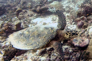 Kumquat, hawksbill, adopted by Emma & Mark Nisbet Hawksbill turtle, Fushifaru, Lhaviyani, Maldives. Image.