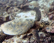 Hawksbill turtle, Fushifaru, Lhaviyani, Maldives. Image.