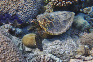 Babo, hawksbill, adopted. Adopted turtle in the Maldives. Image.