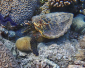 Adopted turtle in the Maldives. Image.