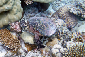 Squirtle, hawksbill, adopted by Blair Knicely Adopted hawksbill turtle. Maldives