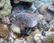 Adopted hawksbill turtle. Maldives