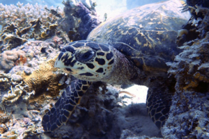 Lavender, hawksbill, adopted for Lorena Hawksbill turtle, foraging on reef, Olhuveli Reef, Laamu atoll, Maldives. Image.