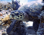 Hawksbill turtle, foraging on reef, Olhuveli Reef, Laamu atoll, Maldives. Image.