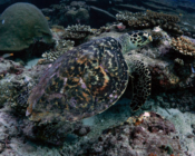 Hawksbill turtle on the reef, Hithadhoo Corner, Lamu Atoll, Maldives. Image.