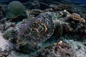 Ke-Ola, hawksbill, adopted for Ke-Ola by Valentijn Hawksbill turtle on the reef, Hithadhoo Corner, Lamu Atoll, Maldives. Image.
