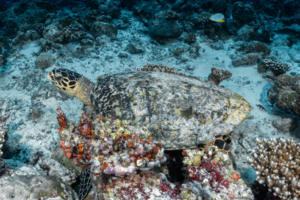 Corina, hawksbill, adopted by Corina. Hawksbill turtle swimming on Mundoo Kandu, Laamu Atoll, Maldives. Image.