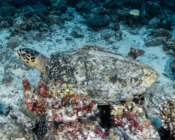 Hawksbill turtle swimming on Mundoo Kandu, Laamu Atoll, Maldives. Image.