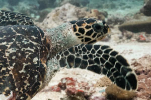 Adam Thomson, hawksbill, adopted for Adam by Cora. Hawksbill, Hithadhoo Corner, Laamu Atoll, Maldives. Image.