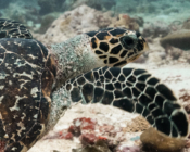 Hawksbill, Hithadhoo Corner, Laamu Atoll, Maldives. Image.
