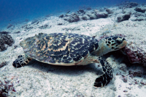 Mea Lele, hawksbill, adopted for Lene Nica by Jens. Hawksbill turtle, Hithadhoo Corner, Laamu Atoll, Maldives. Image.
