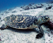 Hawksbill turtle, Hithadhoo Corner, Laamu Atoll, Maldives. Image.