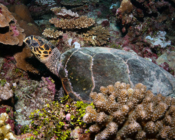 Hawksbill turtle, Hithadhoo West, Laamu Atoll, Maldives. Image.