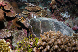 Hannah_ hawksbill, adopted for Lisanne Hannah by Caroline Cron Hawksbill turtle, Hithadhoo West, Laamu Atoll, Maldives. Image.