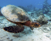 Hawksbill turtle, Makunudhoo Reef, North Malé, Maldives. Image.