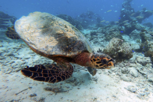 Quilla, hawksbill, adopted by Nathan & Tiffany Hawksbill turtle, Makunudhoo Reef, North Malé, Maldives. Image.