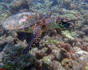 Hawksbill turtle, Makunudhoo West, North Malé, Maldives. Image.