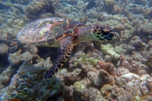 Laguna, haksbill, adopted Hawksbill turtle, Makunudhoo West, North Malé, Maldives. Image.