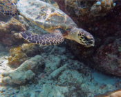 Hawksbill turtle, Makunudhoo Reef, North Malé Atoll, Maldives . Image.