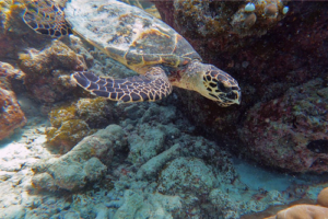 Jin, hawksbill, adopted for Jin Hawksbill turtle, Makunudhoo Reef, North Malé Atoll, Maldives . Image.