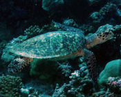 Hawksbill turlte, Maavah Kandu, Laamu Atoll, Maldives. Image.