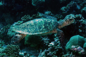 Francine, hawksbill, adopted. Hawksbill turlte, Maavah Kandu, Laamu Atoll, Maldives. Image.