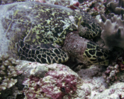 Hawksbill turtle foraging for sponges, Hithadhoo West, Laamu Atoll, Maldives. Image. . Image.